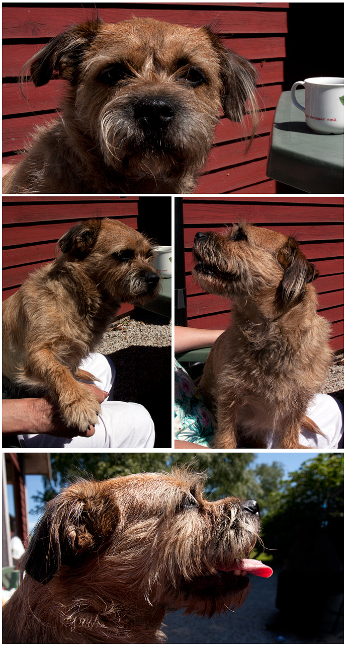 Knähund